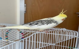Cockatiels birds for sale: Cockatiel - Image 5