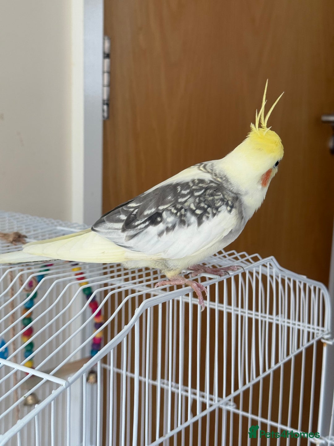 Cockatiels birds for sale: Cockatiel - Image 5