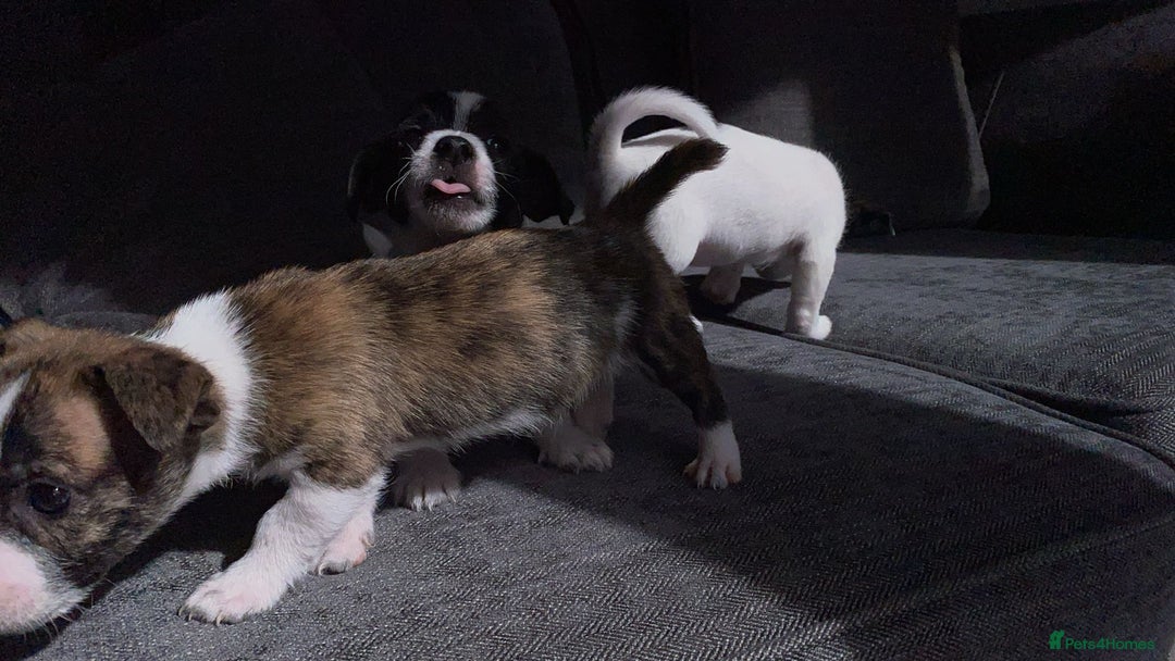 Jack Russell dogs for sale: Beautiful jack russle puppies - Image 27