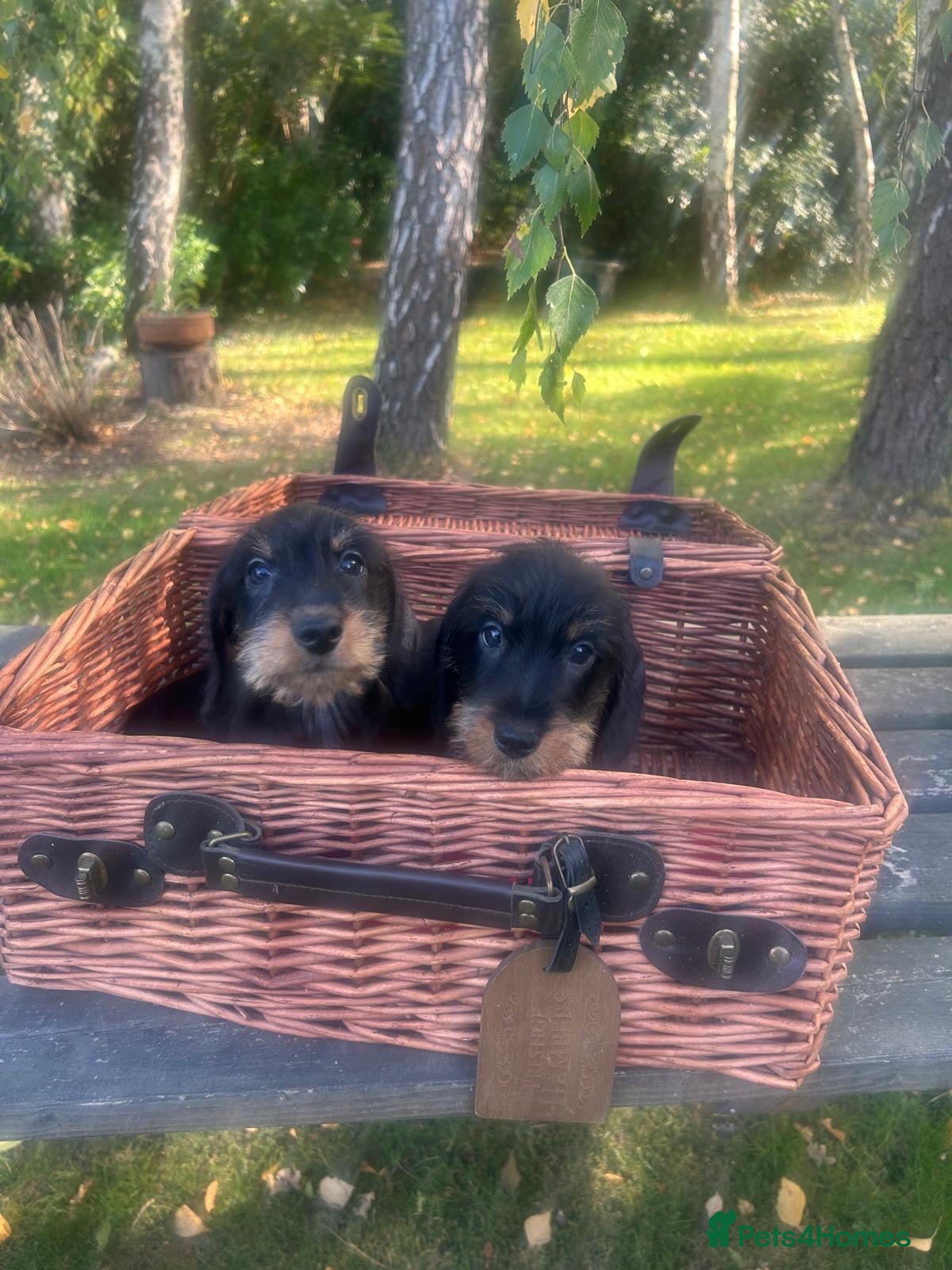 Miniature Dachshund dogs  🐾 Wired Hair Miniature Dachshund Puppies 🐾 - Advert 1