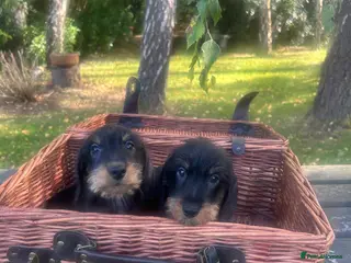 Miniature Dachshund dogs 🐾 Wired Hair Miniature Dachshund Puppies 🐾 - Advert 1