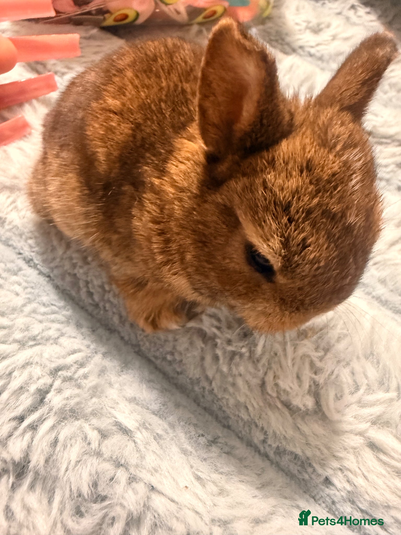 Mixed Breed rabbits for sale: Bunnies for sale - Advert 20