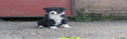 Border Collie dogs for sale: Border Collie Puppies for sale - Advert 6
