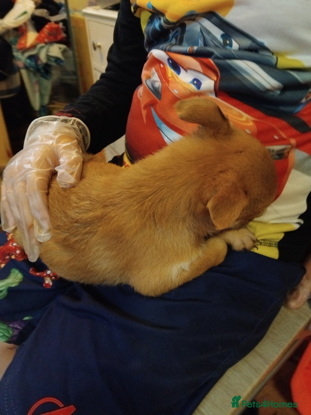 Chihuahua dogs for sale: 3 beautiful chihuahua puppies - Image 16