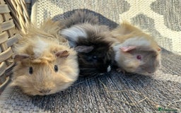 Guinea Pig rodents for sale: 3 Handsome male baby guinea pigs. - Image 2