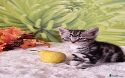 British Shorthair cats for sale: British Shorthair Tabby  - Image 25