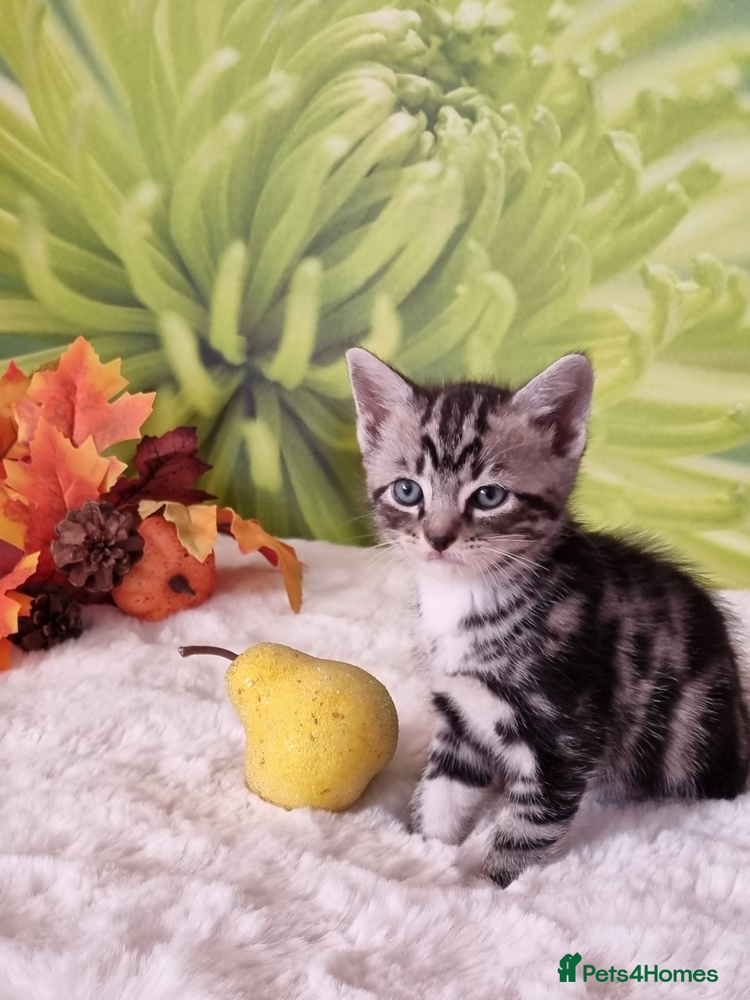 British Shorthair cats for sale: British Shorthair Tabby  - Image 25