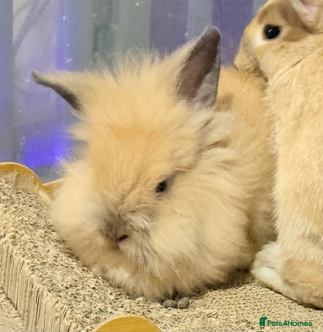 Lionhead rabbits for sale: Double Mane (f)&No Mane(m) Lionhead £50 & £2 - Image 15