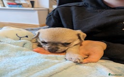 Chipoo dogs for sale: Health tested, non shed chipoos - Image 28