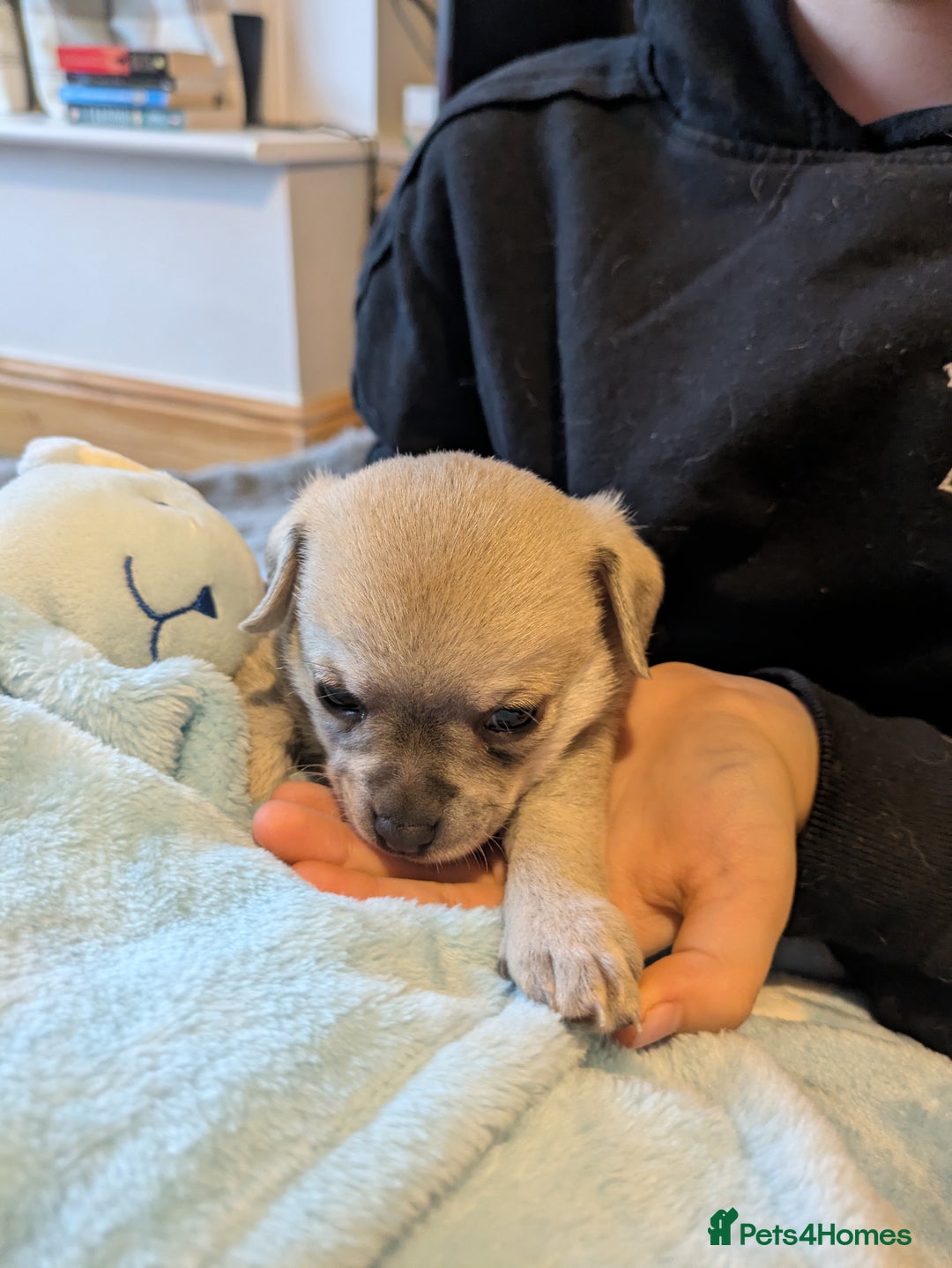 Chipoo dogs for sale: Health tested, non shed chipoos - Image 28