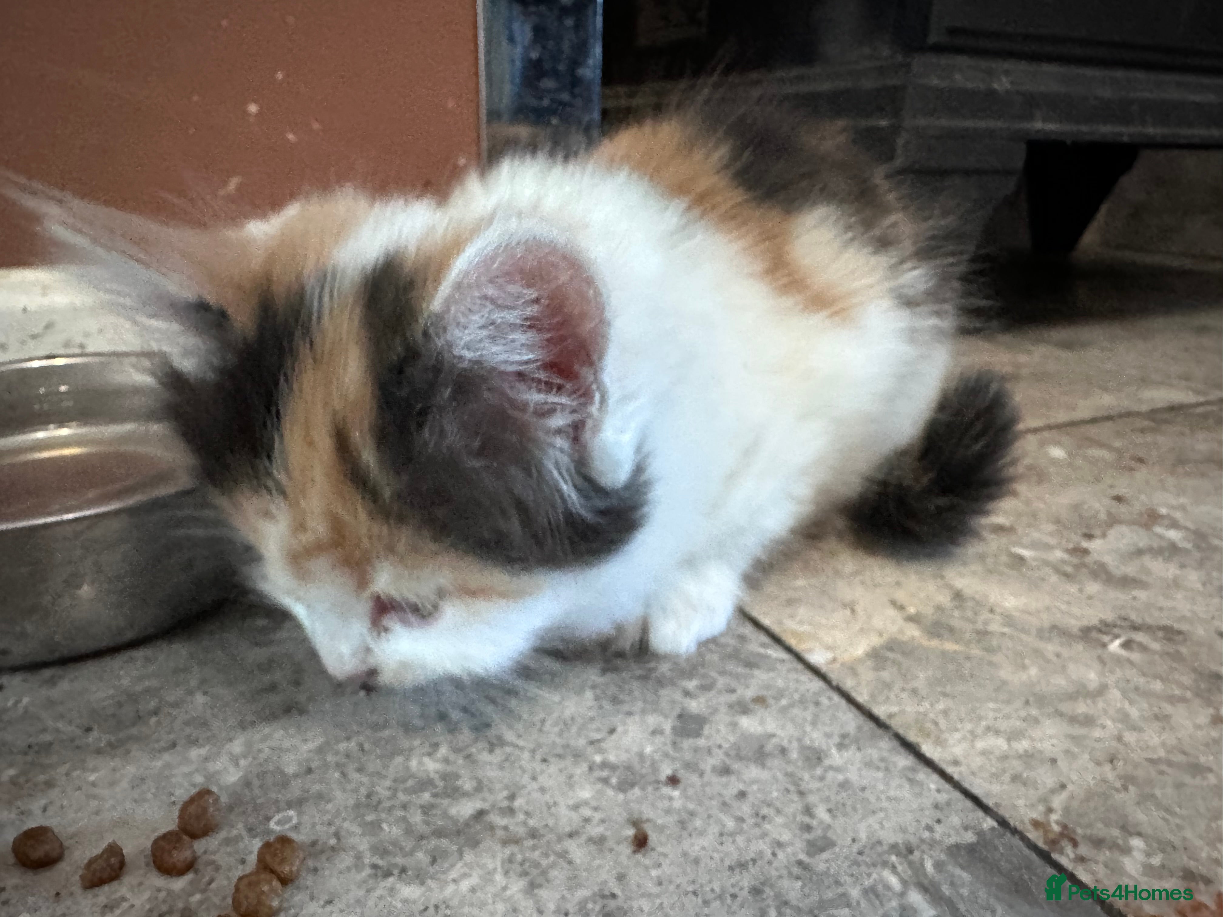 Mixed Breed cats Mrs S. Averlingiene  - Advert 2