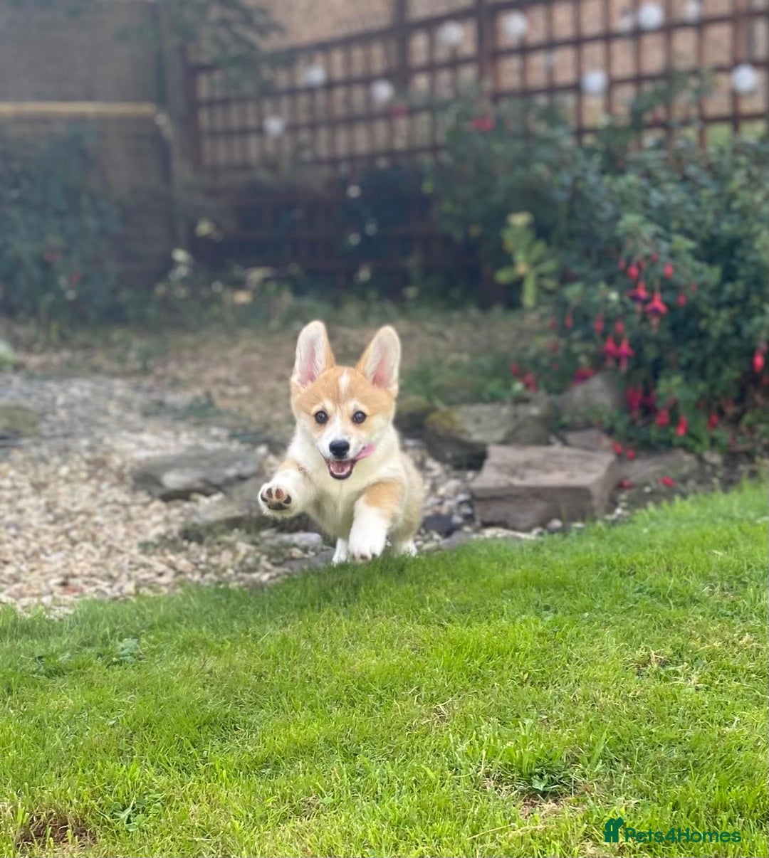 Welsh Corgi Pembroke dogs for sale: Only 1 boy remaining. Ready to go now.  - Image 2