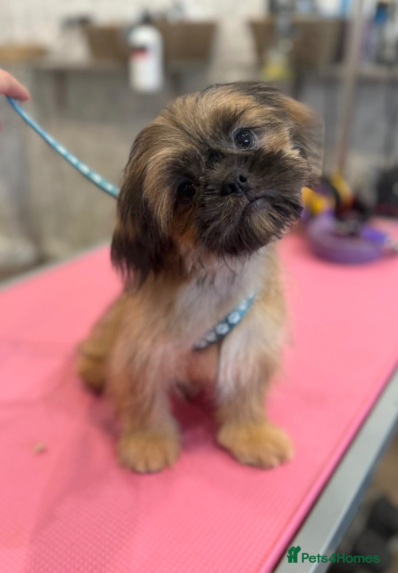 Shih Tzu dogs 💙🩵Last KC Blue Boy Available 🩵💙 - Advert 1