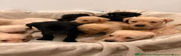 Labrador Retriever dogs for sale: Sweet Labrador Puppy Needs a New Family in Wembley - Advert 11