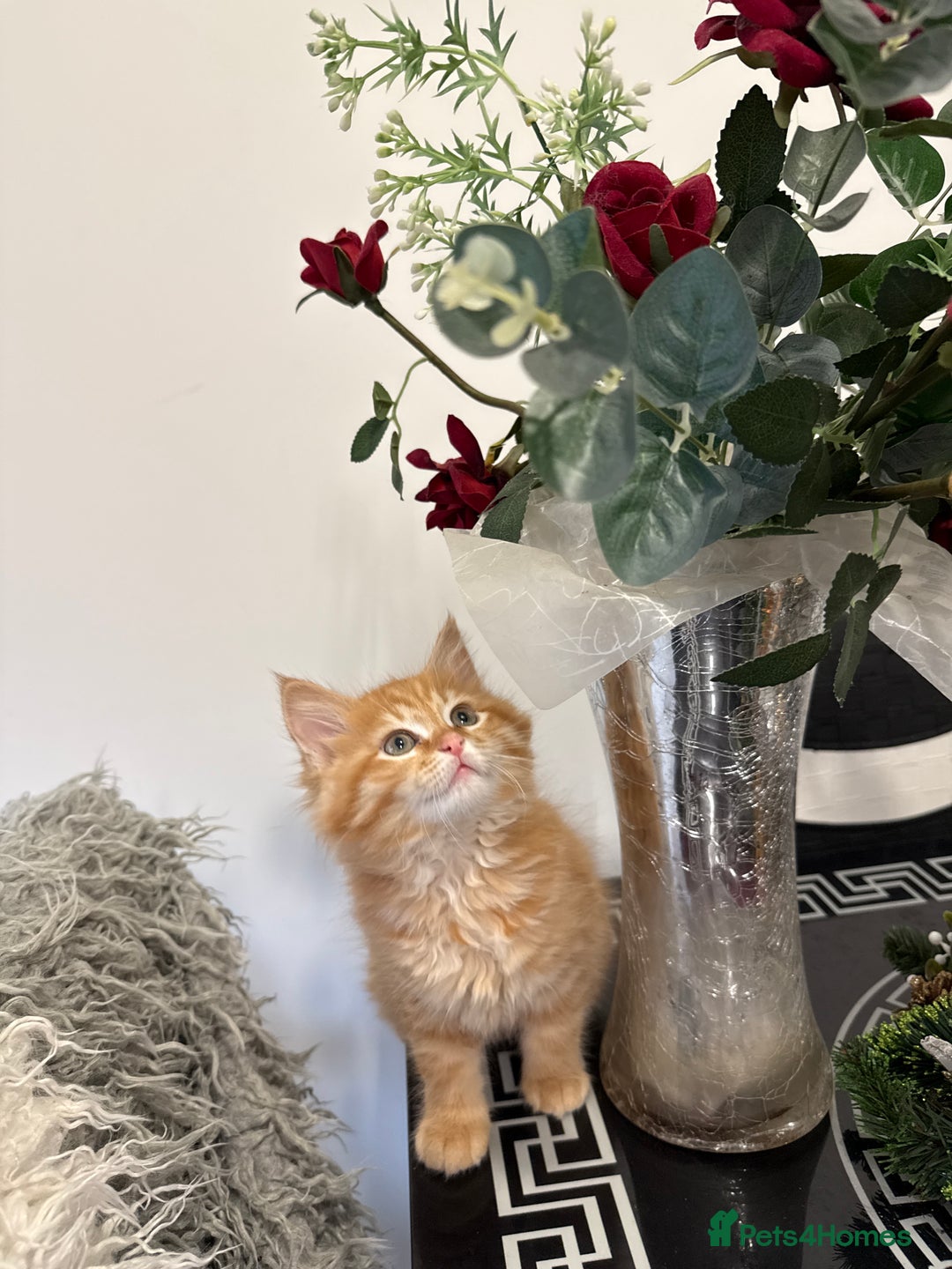 Mixed Breed cats for sale: Siberian mix kitten-Beautiful Ginger girls - Advert 4
