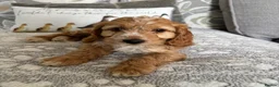 Cockapoo dogs for sale: Beautiful cockapoos - Advert 1