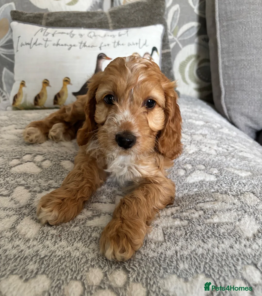 Cockapoo dogs for sale: Beautiful cockapoos - Advert 1