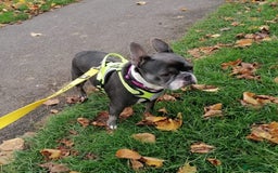 Mixed Breed dogs for adoption: ❤️Binx - 3 yo Frenchie x Boston terrier girl ❤️ - Image 11