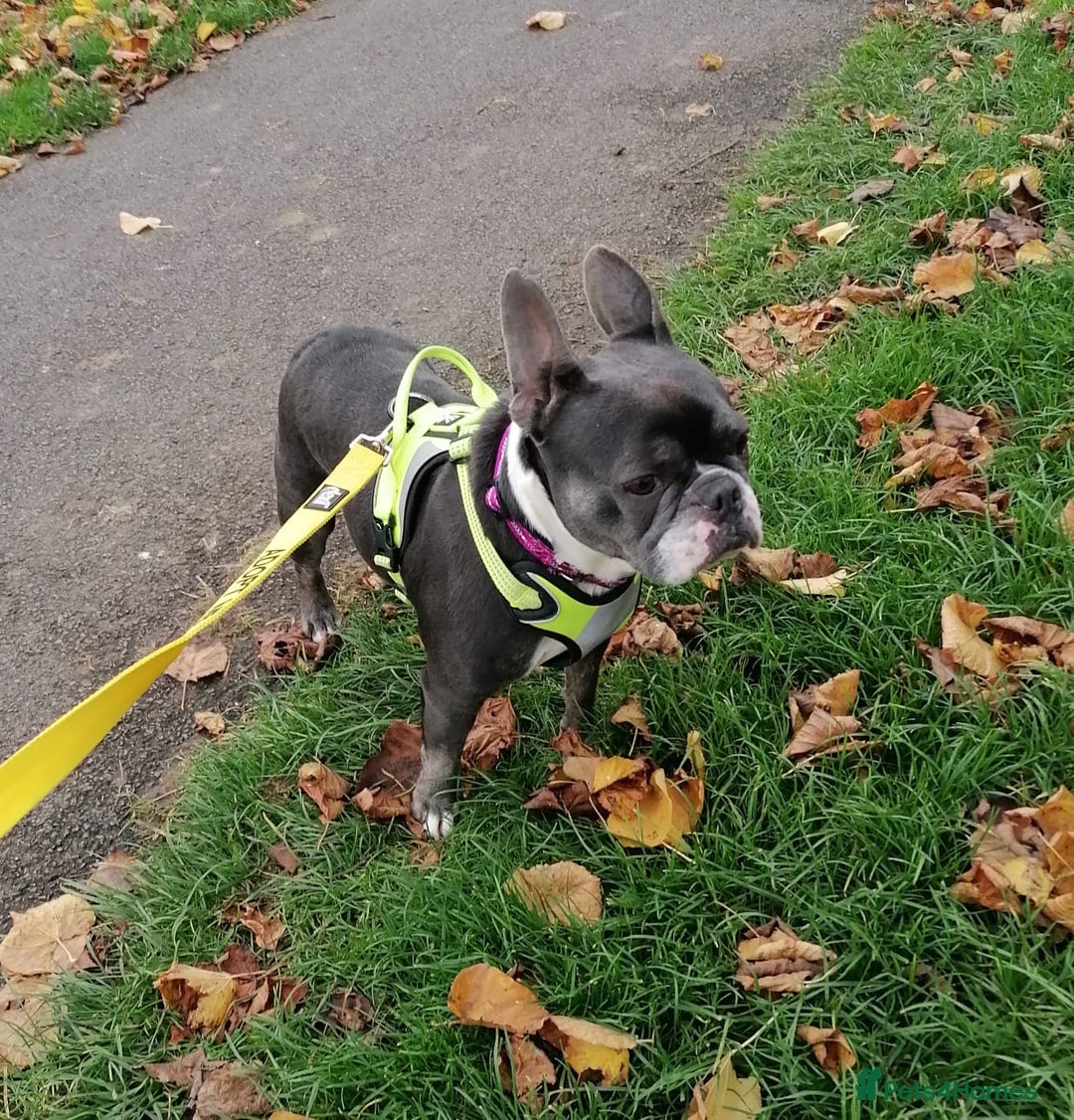 Mixed Breed dogs for adoption: ❤️Binx - 3 yo Frenchie x Boston terrier girl ❤️ - Image 11