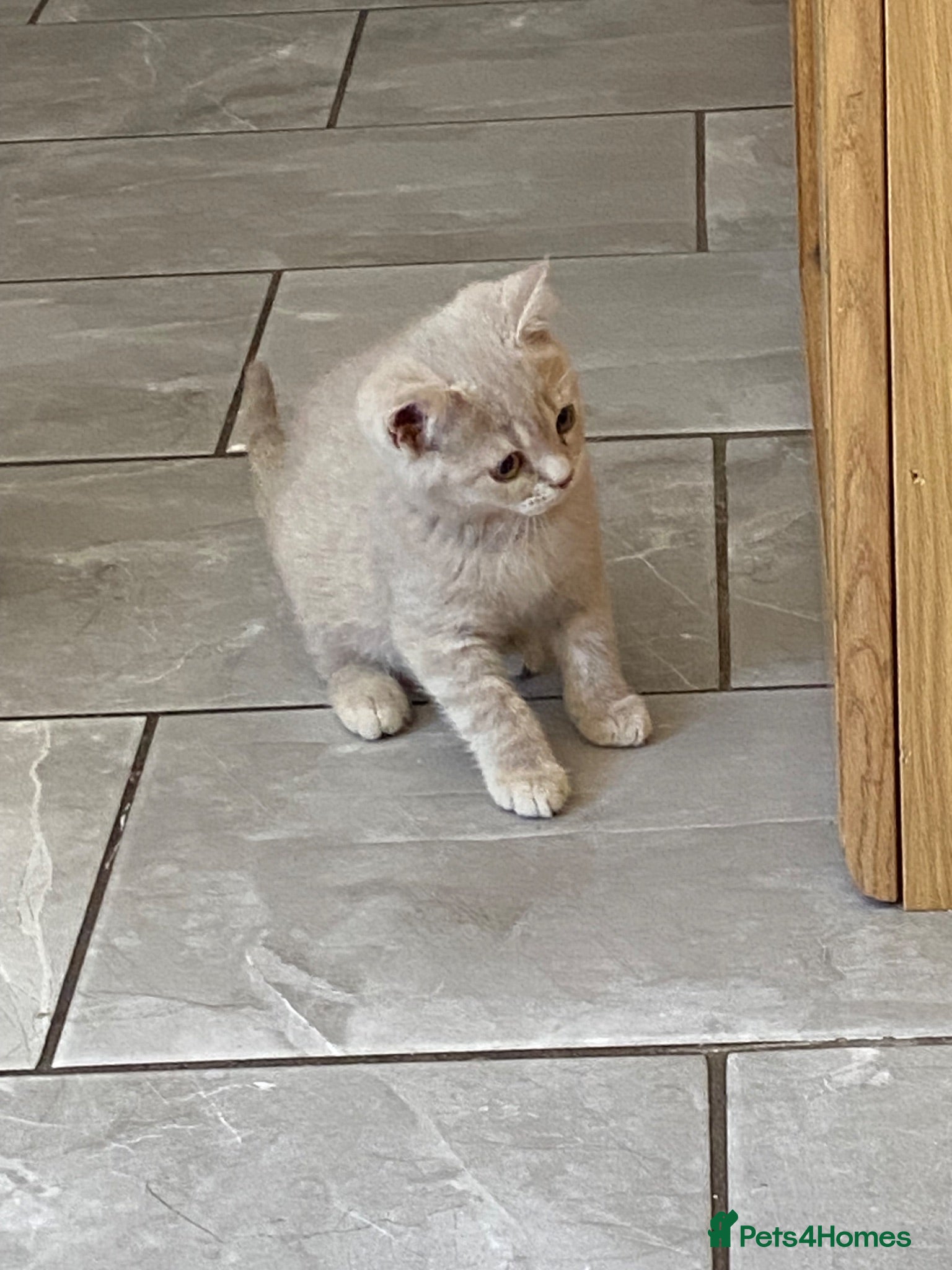 British Longhair cats Pure bred British Shorthair kittens - Advert 7