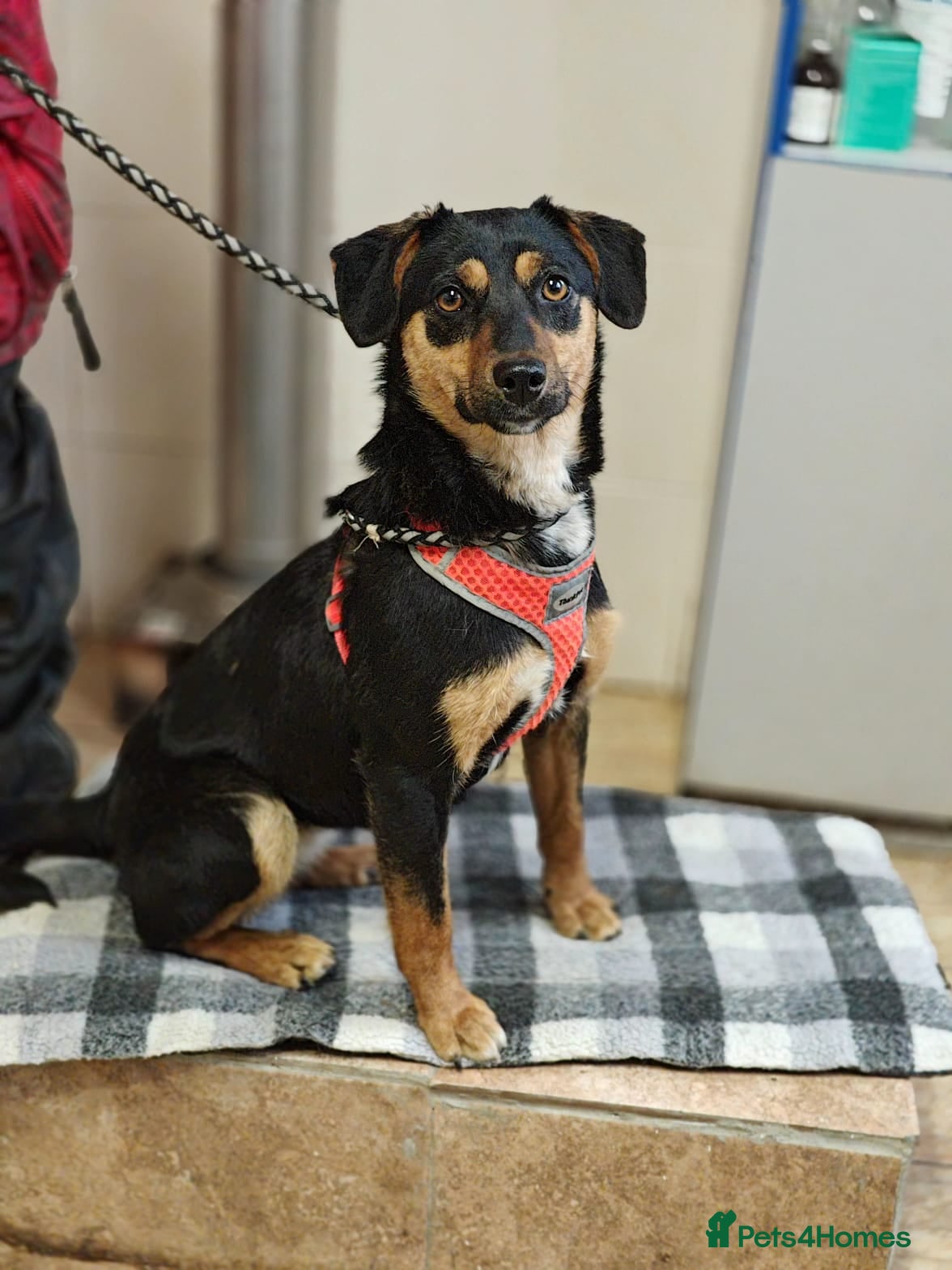 Mixed Breed dogs ❤️🐶 PENNY – SHE WON’T LET YOU JUST PASS BY - Advert 16