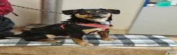 Mixed Breed dogs for adoption: ❤️🐶 PENNY – SHE WON’T LET YOU JUST PASS BY in Burton-on-Trent - Advert 7