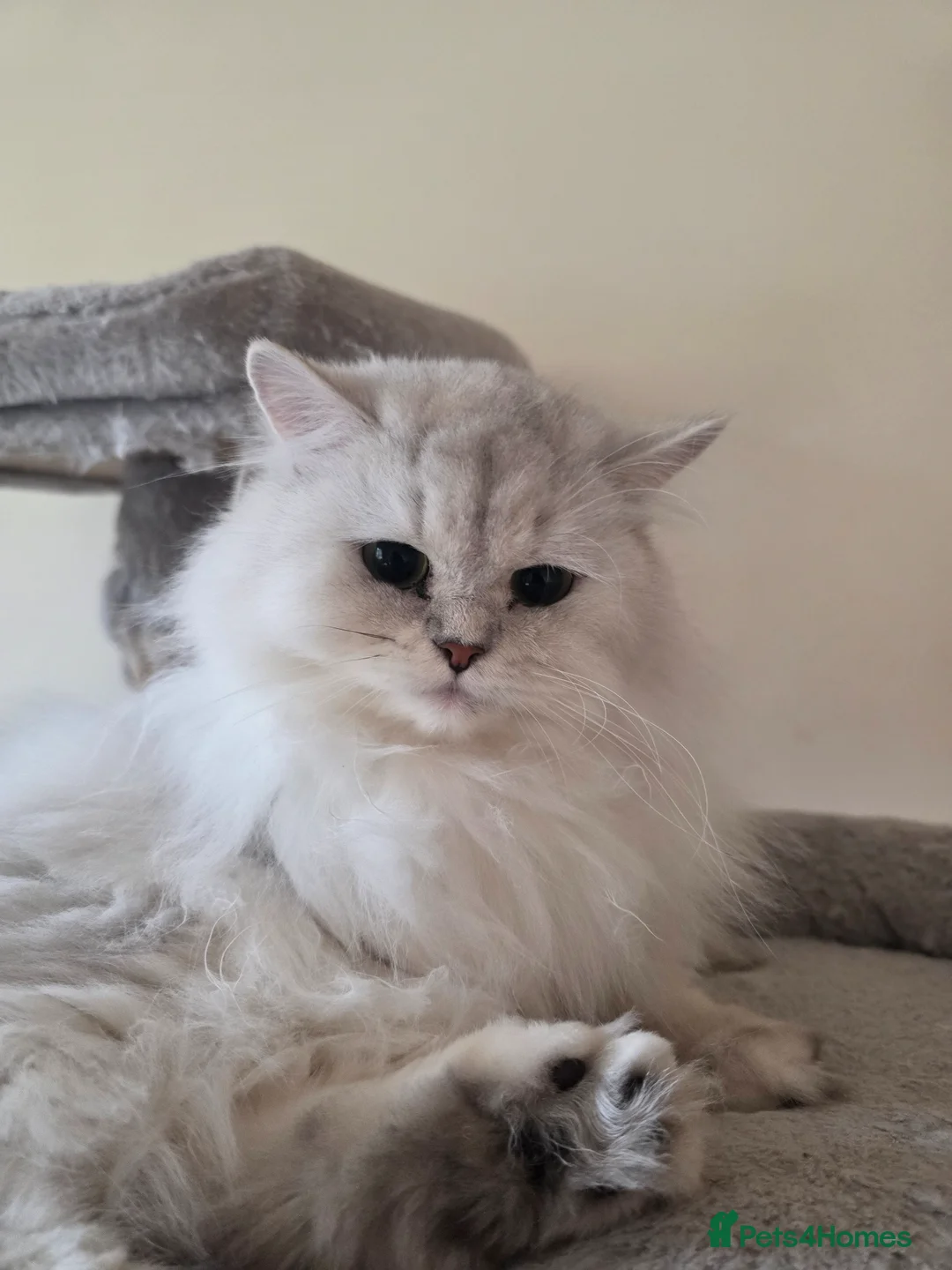 Persian cats for sale: Gorgeous Persian girl  - Advert 5