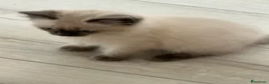 Ragdoll 3