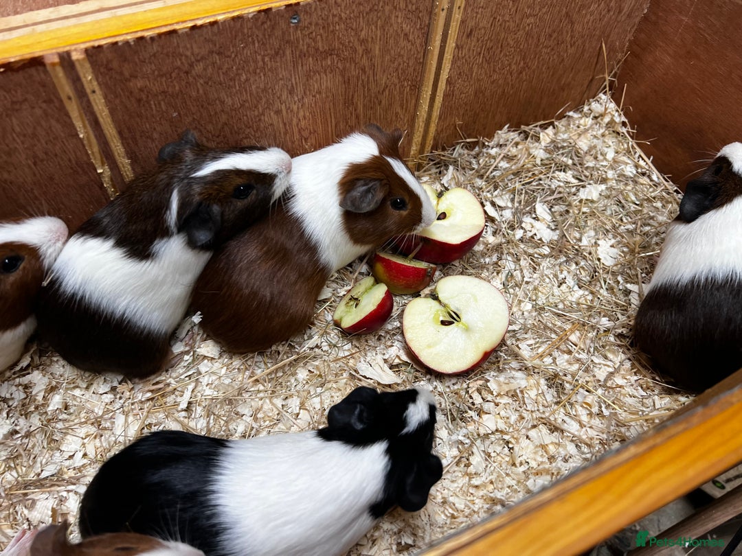 Guinea Pig rodents for sale: Bonded boars/boys - Image 9