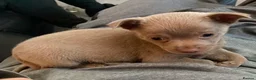 Pomchi dogs for sale: Teddy Pomchi  in Whitley Bay - Advert 4