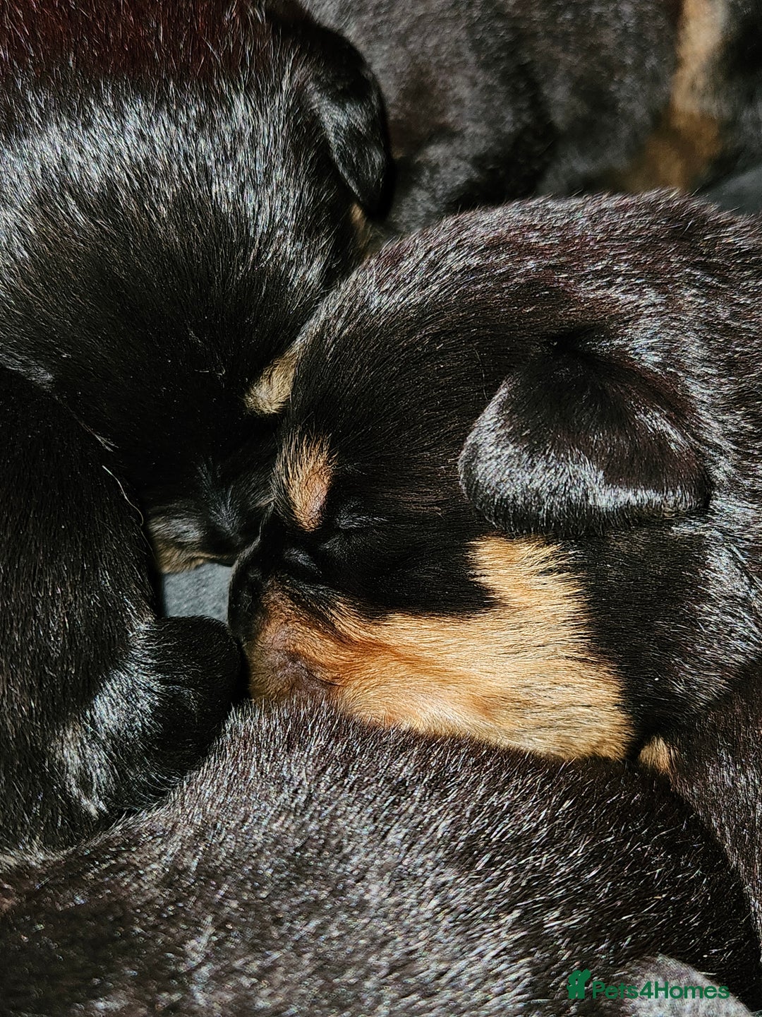 Rottweiler dogs for sale: Rottweiler puppies  - Image 4