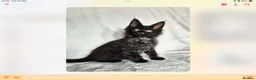 Maine Coon cats for sale: Tica Reg Maine Coons - Advert 11
