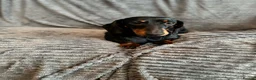 Dachshund dogs for sale: KC registered Black and Tan dachshund girl  - Advert 7