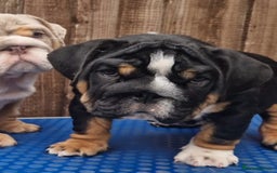 English Bulldog dogs for sale: HEALTHY HAPPY QUALITY PEDIGREE ENGLISH BULLDOG  - Image 1