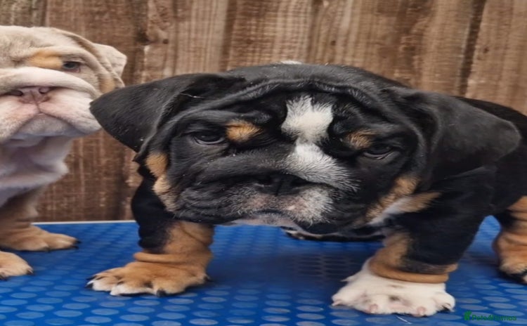 English Bulldog dogs - Advert 23