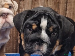 English Bulldog dogs - Advert 27