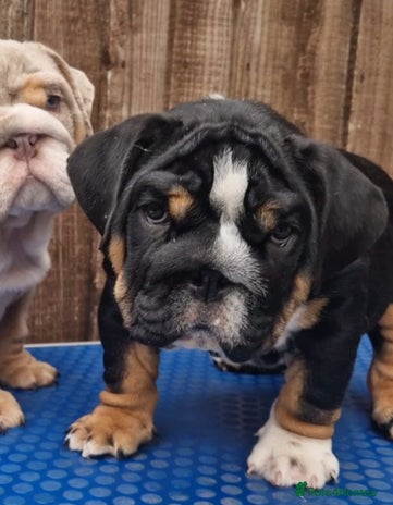 English Bulldog dogs - Advert 18