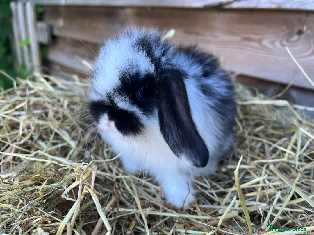 Mini Lop rabbits for sale: Gorgeous pure Mini lops  - Advert 1