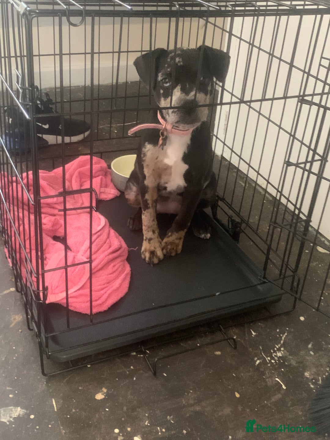 Mixed Breed dogs for sale: 4 month old female - Image 5