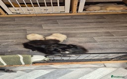 Pomeranian dogs for sale: Pomeranian stunning puppies  - Image 11