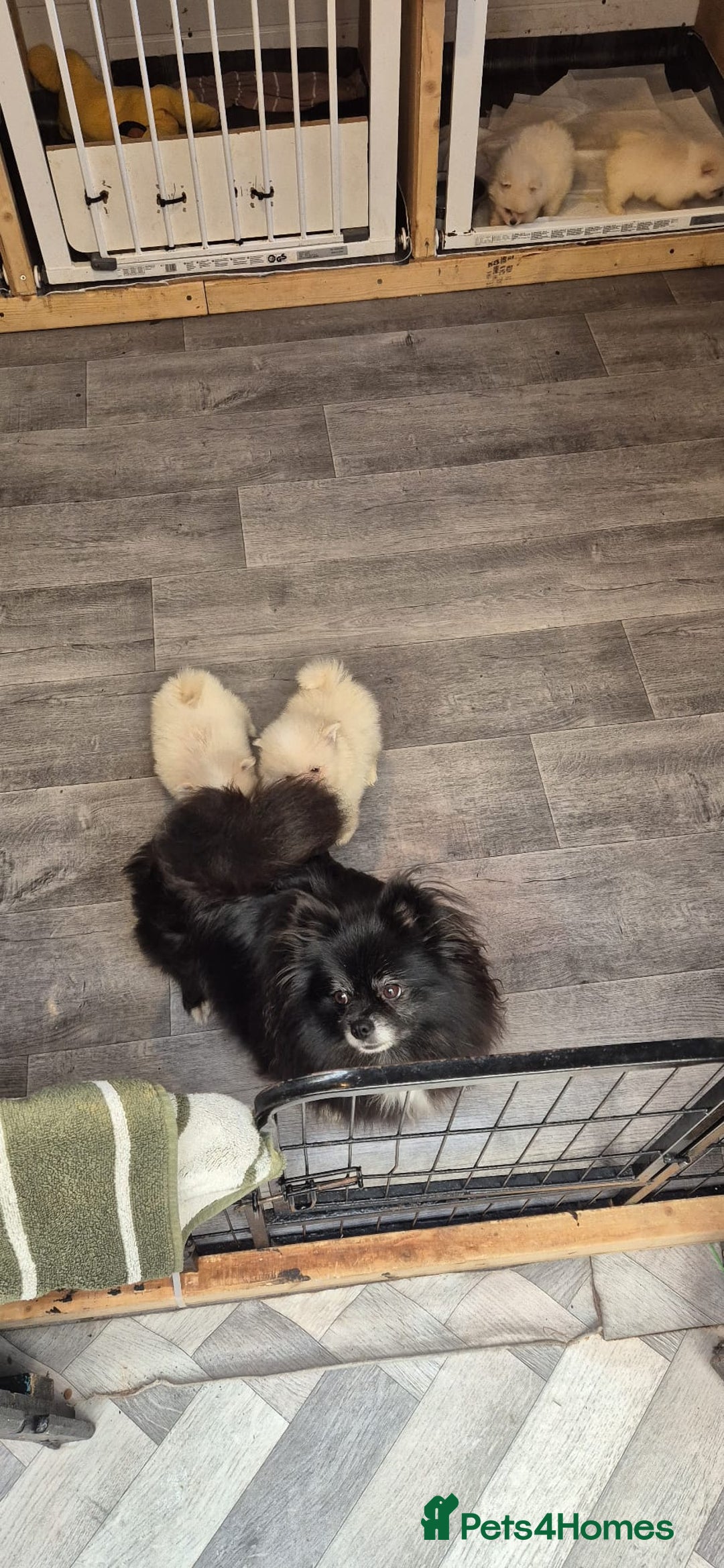 Pomeranian dogs for sale: Pomeranian stunning puppies  - Image 11
