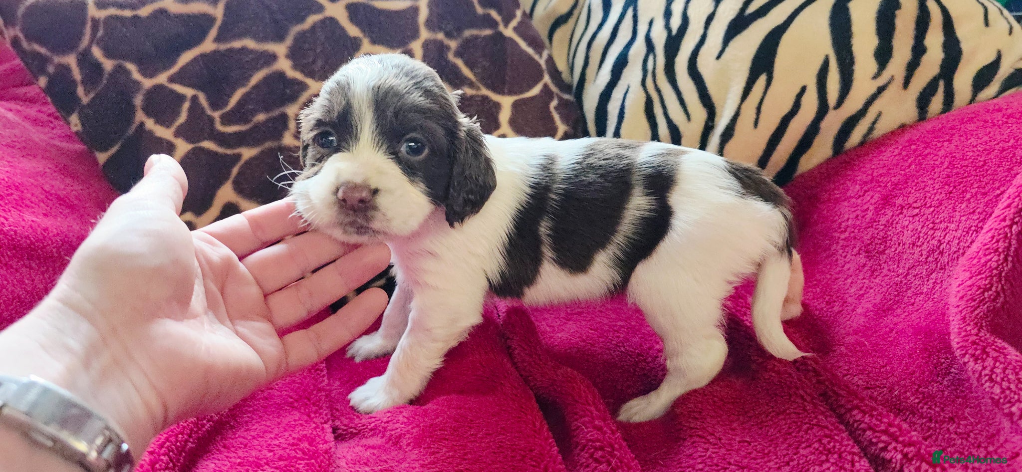 English Springer Spaniel dogs KC Home - Heath tested, Licensed Springer Pups⭐️ - Advert 2