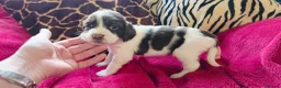 English Springer Spaniel dogs for sale: KC Home - Heath tested, Licensed Springer Pups⭐️ - Advert 12