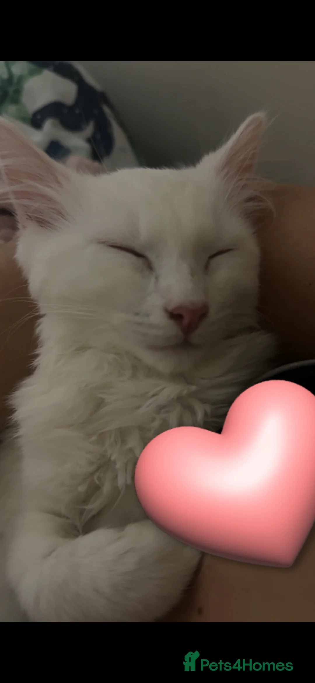 Turkish Angora cats for sale: Turkish Angora in Macclesfield - Advert 1
