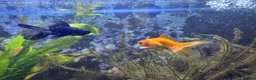 Goldfish fish for sale: One gold fish and one Blackmore  in Weston-super-Mare - Advert 4