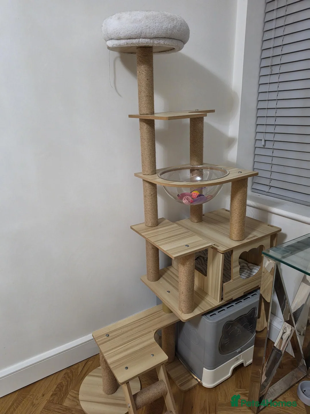 Scottish Fold cats for sale: Scottish fold female in Bradford - Advert 2