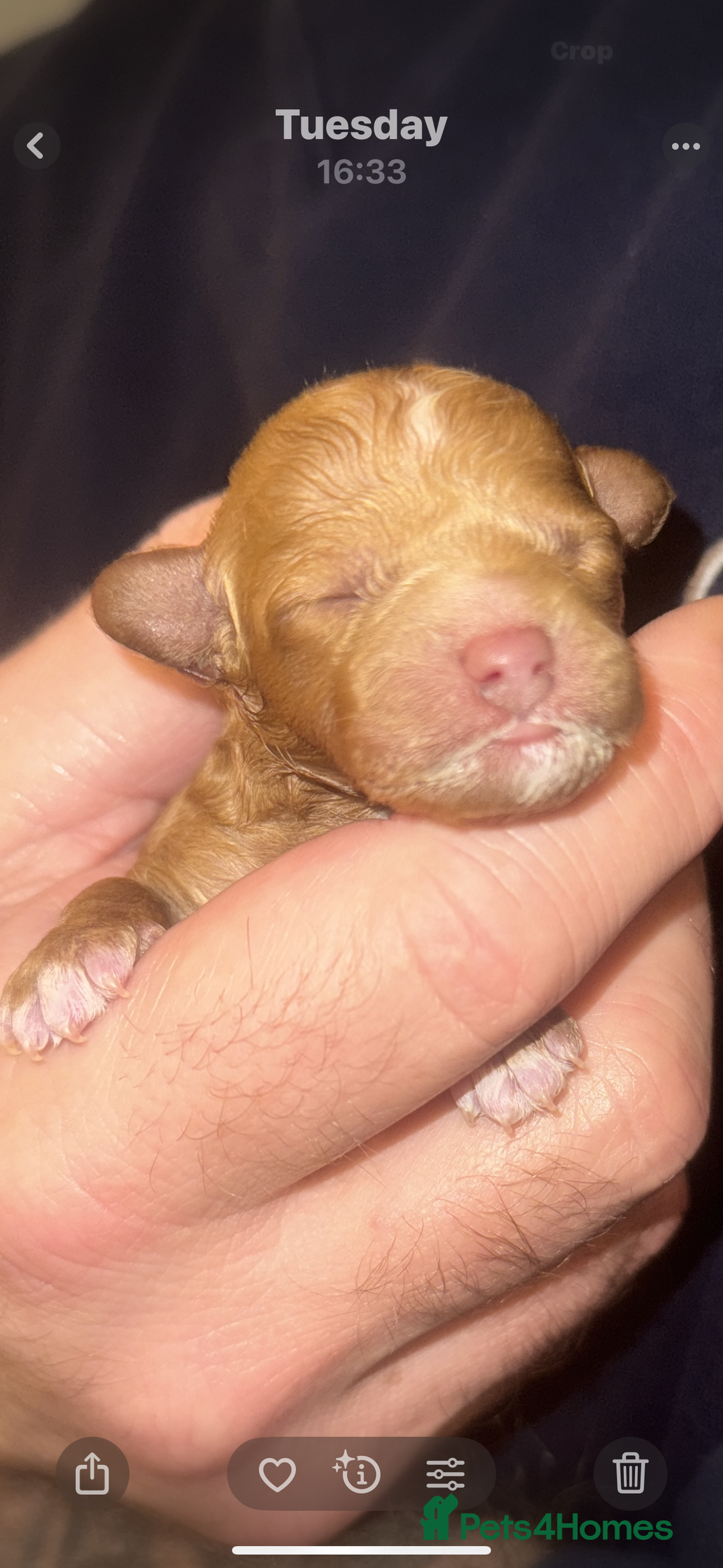 Cavapoochon dogs for sale: Cavapoochons for sale   - Advert 5