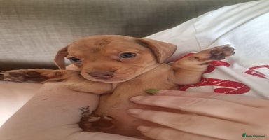 Mixed Breed dogs - Advert 14