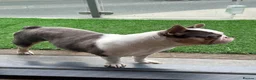 French Bulldog dogs for sale: Stunning Husky Blue French Bulldog Female - Advert 3