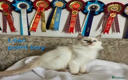 Ragdoll cats for sale: GCCF REGISTERED PEDIGREE RAGDOLL KITTENS - Image 11